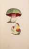 Coloured figures of English Fungi or Mushrooms Edition originale de l’un des plus beaux ouvrages de mycologie, orné de 440 planches finement coloriées ...