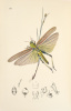 British entomology; being illustrations and descriptions of the genera of insects found in Great Britain and Ireland: containing coloured figures from ...