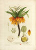 La Botanique mise a la portée de tout le monde ou collection des plantes d’usage dans la médecine dans les alimens et dans les arts. Avec des notices ...