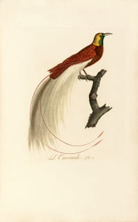 Oiseaux dorés ou à reflets métalliques. I- Histoire naturelle et générale des colibris, oiseaux-mouches, jacamars et promerops. II- ... des grimpereaux et des oiseaux de paradis. 190 superbes estampes d’oiseaux imprimées en couleur et rehaussées d’or. L’un des 200 somptueux exemplaires du tirage de luxe au format grand in-folio avec les légendes imprimées en or.