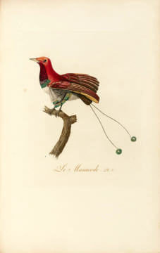 Oiseaux dorés ou à reflets métalliques. I- Histoire naturelle et générale des colibris, oiseaux-mouches, jacamars et promerops. II- ... des ...