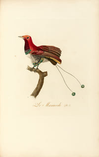 Oiseaux dorés ou à reflets métalliques. I- Histoire naturelle et générale des colibris, oiseaux-mouches, jacamars et promerops. II- ... des grimpereaux et des oiseaux de paradis. 190 superbes estampes d’oiseaux imprimées en couleur et rehaussées d’or. L’un des 200 somptueux exemplaires du tirage de luxe au format grand in-folio avec les légendes imprimées en or.