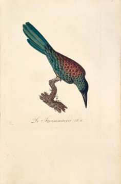 Oiseaux dorés ou à reflets métalliques. I- Histoire naturelle et générale des colibris, oiseaux-mouches, jacamars et promerops. II- ... des ...