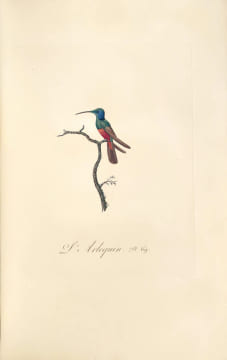 Oiseaux dorés ou à reflets métalliques. I- Histoire naturelle et générale des colibris, oiseaux-mouches, jacamars et promerops. II- ... des ...