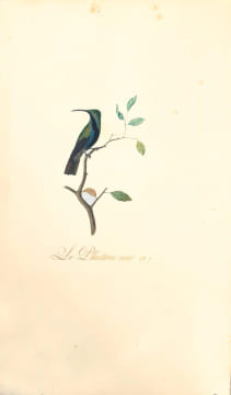Oiseaux dorés ou à reflets métalliques. I- Histoire naturelle et générale des colibris, oiseaux-mouches, jacamars et promerops. II- ... des ...