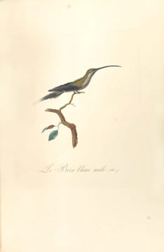 Oiseaux dorés ou à reflets métalliques. I- Histoire naturelle et générale des colibris, oiseaux-mouches, jacamars et promerops. II- ... des ...