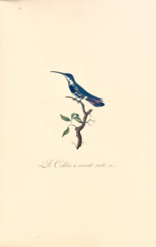 Oiseaux dorés ou à reflets métalliques. I- Histoire naturelle et générale des colibris, oiseaux-mouches, jacamars et promerops. II- ... des ...