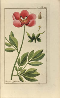 Afbeeldingen der Artseny-Gewassen met Derzelver Nederduitsche en Latynsche beschryvingen. Rare première édition hollandaise ornée de 712 superbes estampes de fleurs et de plantes imprimées entre 1796 et 1813 dessinées par le pharmacien Joseph Zorn (1739-1799) et délicatement coloriées à la main à l’époque.
