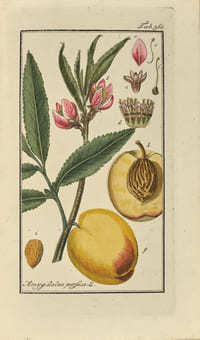 Afbeeldingen der Artseny-Gewassen met Derzelver Nederduitsche en Latynsche beschryvingen. Rare première édition hollandaise ornée de 712 superbes estampes de fleurs et de plantes imprimées entre 1796 et 1813 dessinées par le pharmacien Joseph Zorn (1739-1799) et délicatement coloriées à la main à l’époque.