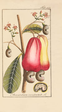 Afbeeldingen der Artseny-Gewassen met Derzelver Nederduitsche en Latynsche beschryvingen. Rare première édition hollandaise ornée de 712 superbes estampes de fleurs et de plantes imprimées entre 1796 et 1813 dessinées par le pharmacien Joseph Zorn (1739-1799) et délicatement coloriées à la main à l’époque.