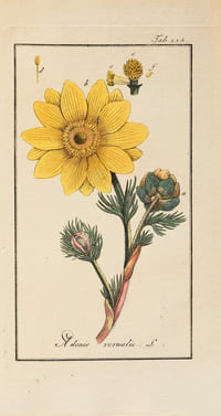 Afbeeldingen der Artseny-Gewassen met Derzelver Nederduitsche en Latynsche beschryvingen. Rare première édition hollandaise ornée de 712 superbes estampes de fleurs et de plantes imprimées entre 1796 et 1813 dessinées par le pharmacien Joseph Zorn (1739-1799) et délicatement coloriées à la main à l’époque.