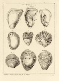 Histoire naturelle du Sénégal. Coquillages. Avec la Relation abrégée d’un Voyage fait en ce pays, pendant les années 1749, 50, 51, 52 & 53. Rare édition originale de ce récit de voyage au Sénégal par le naturaliste Michel Adanson illustrée d’une grande carte et de 19 planches gravées dépliantes.