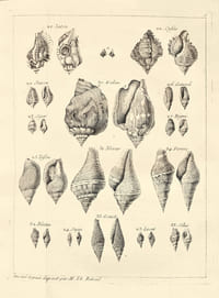 Histoire naturelle du Sénégal. Coquillages. Avec la Relation abrégée d’un Voyage fait en ce pays, pendant les années 1749, 50, 51, 52 & 53. Rare édition originale de ce récit de voyage au Sénégal par le naturaliste Michel Adanson illustrée d’une grande carte et de 19 planches gravées dépliantes.