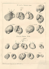 Histoire naturelle du Sénégal. Coquillages. Avec la Relation abrégée d’un Voyage fait en ce pays, pendant les années 1749, 50, 51, 52 & 53. Rare édition originale de ce récit de voyage au Sénégal par le naturaliste Michel Adanson illustrée d’une grande carte et de 19 planches gravées dépliantes.