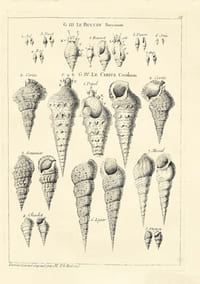 Histoire naturelle du Sénégal. Coquillages. Avec la Relation abrégée d’un Voyage fait en ce pays, pendant les années 1749, 50, 51, 52 & 53. Rare édition originale de ce récit de voyage au Sénégal par le naturaliste Michel Adanson illustrée d’une grande carte et de 19 planches gravées dépliantes.