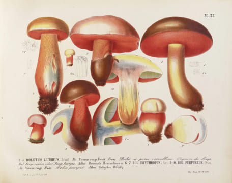 Les champignons de la province de Nice et principalement les espèces comestibles, suspectes ou vénéneuses dessinés d’après nature et décrits. Édition ...