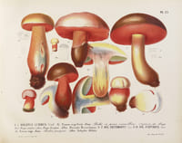 Les champignons de la province de Nice et principalement les espèces comestibles, suspectes ou vénéneuses dessinés d’après nature et décrits. Édition originale du premier ouvrage de l'auteur, illustré de 48 planches lithographiées en couleurs et rehaussées à la gomme arabique.