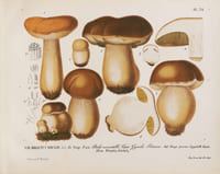 Les champignons de la province de Nice et principalement les espèces comestibles, suspectes ou vénéneuses dessinés d’après nature et décrits. Édition originale du premier ouvrage de l'auteur, illustré de 48 planches lithographiées en couleurs et rehaussées à la gomme arabique.