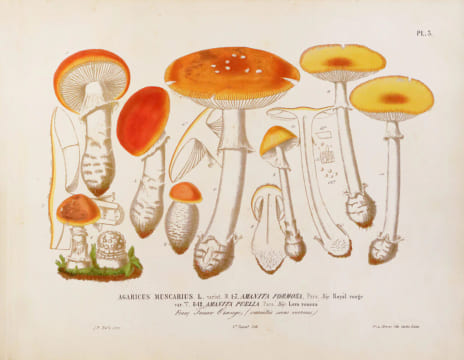 Les champignons de la province de Nice et principalement les espèces comestibles, suspectes ou vénéneuses dessinés d’après nature et décrits. Édition ...