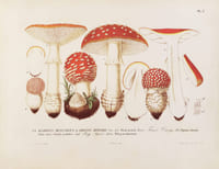 Les champignons de la province de Nice et principalement les espèces comestibles, suspectes ou vénéneuses dessinés d’après nature et décrits. Édition originale du premier ouvrage de l'auteur, illustré de 48 planches lithographiées en couleurs et rehaussées à la gomme arabique.