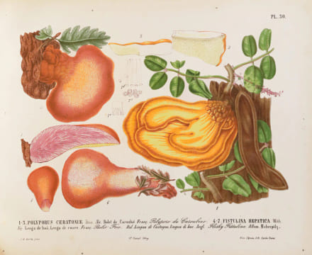 Les champignons de la province de Nice et principalement les espèces comestibles, suspectes ou vénéneuses dessinés d’après nature et décrits. Édition ...
