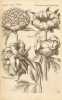 Anthologia magna, Sive Florilegium novum & absolutum, variorum maximeque rariorum Germinum, Florum ac Plantarum, quas pulchritudo… Edition originale ...