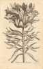 Anthologia magna, Sive Florilegium novum & absolutum, variorum maximeque rariorum Germinum, Florum ac Plantarum, quas pulchritudo… Edition originale ...