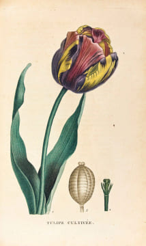 Plantes de la France décrites et peintes d’après nature par M. Jaume Saint-Hilaire. Edition originale et premier tirage de ce célèbre ouvrage ...
