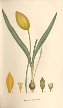 Plantes de la France décrites et peintes d’après nature par M. Jaume Saint-Hilaire. Edition originale et premier tirage de ce célèbre ouvrage ...