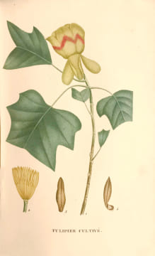 Plantes de la France décrites et peintes d’après nature par M. Jaume Saint-Hilaire. Edition originale et premier tirage de ce célèbre ouvrage ...