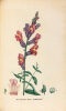 Plantes de la France décrites et peintes d’après nature par M. Jaume Saint-Hilaire. Edition originale et premier tirage de ce célèbre ouvrage ...