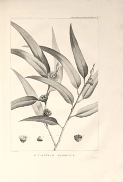 Relation du voyage à la recherche de La Pérouse, fait par ordre de l’Assemblée constituante, Pendant les années 1791, 1792, et pendant la 1ère. et la ...