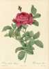 Les Roses par P. J. Redouté, peintre de fleurs, Dessinateur en titre de la Classe de Physique de l’Institut et du Muséum d’Histoire naturelle ; avec ...