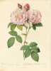 Les Roses par P. J. Redouté, peintre de fleurs, Dessinateur en titre de la Classe de Physique de l’Institut et du Muséum d’Histoire naturelle ; avec ...