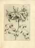 De Florum cultura libri IV. Édition originale de l’un des plus beaux livres baroques de botanique ornée de 47 planches à pleine page.. FERRARI, ...