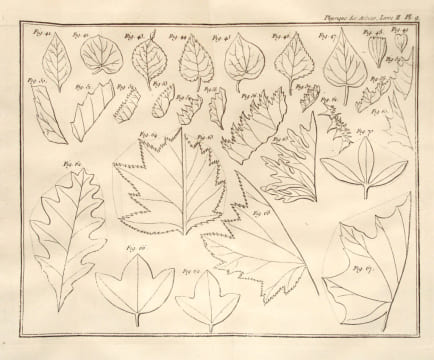 La Physique des arbres : où il est traité de l'anatomie des plantes et de l'économie végétale : Pour servir d'Introduction au Traité complet des Bois ...