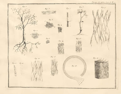 La Physique des arbres : où il est traité de l'anatomie des plantes et de l'économie végétale : Pour servir d'Introduction au Traité complet des Bois & des Forests ; avec une dissertation sur l'utilité des Méthodes de Botanique ; & une Explication des termes propres à cette Science, & qui sont en usage pour l'exploitation des Bois & des Forêts. L'œuvre de Duhamel du Monceau sur « La Physique des Arbres » ornée de 50 estampes à pleine page.