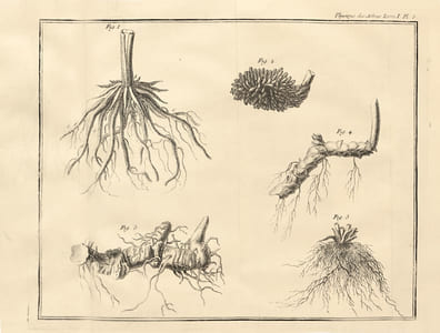 La Physique des arbres : où il est traité de l'anatomie des plantes et de l'économie végétale : Pour servir d'Introduction au Traité complet des Bois & des Forests ; avec une dissertation sur l'utilité des Méthodes de Botanique ; & une Explication des termes propres à cette Science, & qui sont en usage pour l'exploitation des Bois & des Forêts. L'œuvre de Duhamel du Monceau sur « La Physique des Arbres » ornée de 50 estampes à pleine page.
