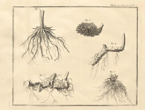 La Physique des arbres : où il est traité de l'anatomie des plantes et de l'économie végétale : Pour servir d'Introduction au Traité complet des Bois ...