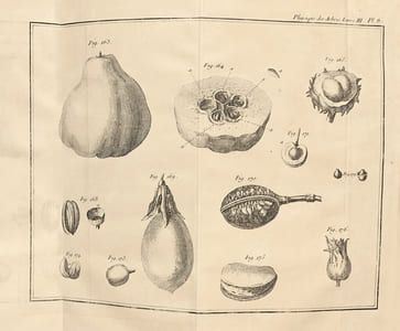 La Physique des arbres : où il est traité de l'anatomie des plantes et de l'économie végétale : Pour servir d'Introduction au Traité complet des Bois & des Forests ; avec une dissertation sur l'utilité des Méthodes de Botanique ; & une Explication des termes propres à cette Science, & qui sont en usage pour l'exploitation des Bois & des Forêts. L'œuvre de Duhamel du Monceau sur « La Physique des Arbres » ornée de 50 estampes à pleine page.