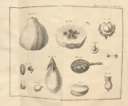 La Physique des arbres : où il est traité de l'anatomie des plantes et de l'économie végétale : Pour servir d'Introduction au Traité complet des Bois ...