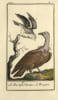 Histoire naturelle, g&eacute;n&eacute;rale et particuli&egrave;re. Les Oiseaux. Les Oiseaux de Buffon, complets en 18 volumes, illustr&eacute;s de 114 planches d’oiseaux  ...