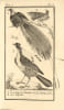Histoire naturelle, g&eacute;n&eacute;rale et particuli&egrave;re. Les Oiseaux. Les Oiseaux de Buffon, complets en 18 volumes, illustr&eacute;s de 114 planches d’oiseaux  ...