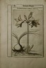 Exactissima descriptio rariorum quarundam plantarum, Que continentur Rome in Horto Farnesiano : Tobia Aldino Cesenate Auctore.. CASTELLI, P. / ALDINI, ...