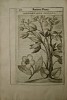 Exactissima descriptio rariorum quarundam plantarum, Que continentur Rome in Horto Farnesiano : Tobia Aldino Cesenate Auctore.. CASTELLI, P. / ALDINI, ...