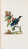 A Natural History of Birds. A Natural History of Birds en contre-épreuve. EDWARDS, George.