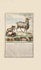 Histoire g&eacute;n&eacute;rale des Animaux, des V&eacute;g&eacute;taux et des Min&eacute;raux qui se trouvent dans le Royaume Repr&eacute;sent&eacute;s en Gravure et dessin&eacute;s d’apr&egrave;s nature […]. ...