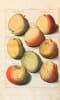 Pomologia, dat is beschryvingen en afbeeldingen van de beste soorten van appels en peeren.  [Suivi de:] Fructulogia, of beschryving der vrugtbomen en ...