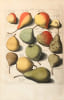 Pomologia, dat is beschryvingen en afbeeldingen van de beste soorten van appels en peeren.  [Suivi de:] Fructulogia, of beschryving der vrugtbomen en ...