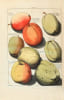 Pomologia, dat is beschryvingen en afbeeldingen van de beste soorten van appels en peeren.  [Suivi de:] Fructulogia, of beschryving der vrugtbomen en ...